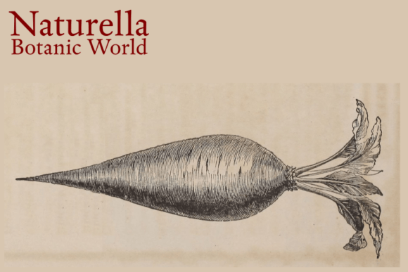Download Naturella 3 BOTANIC CORNUCOPIA - Botanic Collection