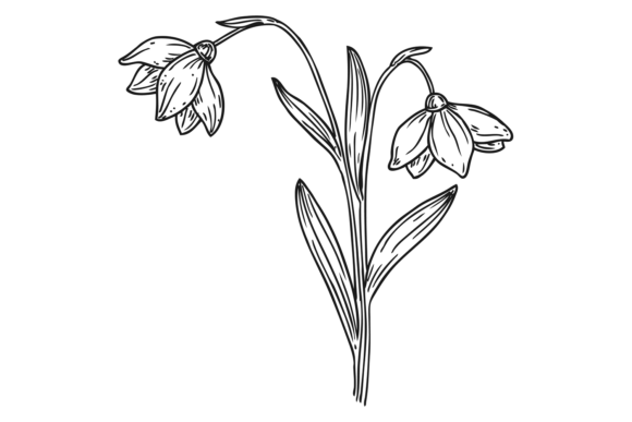 Download Wild Lily Sketch. Blooming Plant Botanic - Botanic Collection