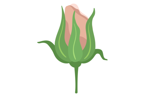 Download Beige Rose Bud. Romantic Flower. Botanic - Botanic Collection